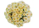 Chrysanthemums Cream/Pale Pink Candy 