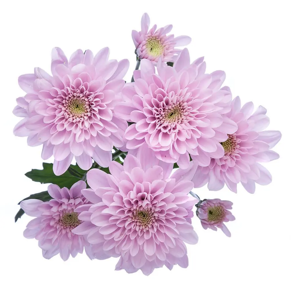 Chrysanthemums Pink Sweet Dreams 