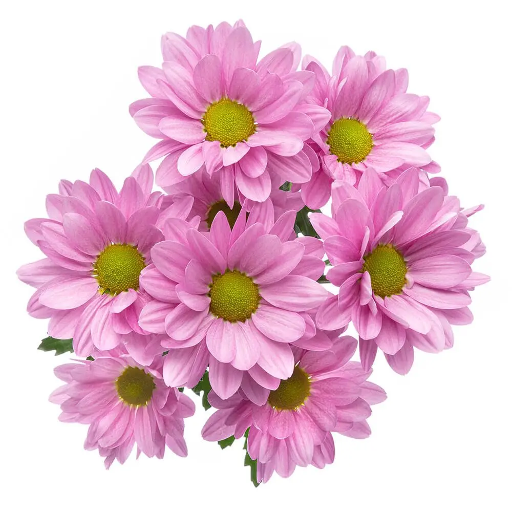 Daisies Lavender Aneto