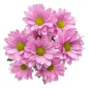 Daisies Lavender Aneto