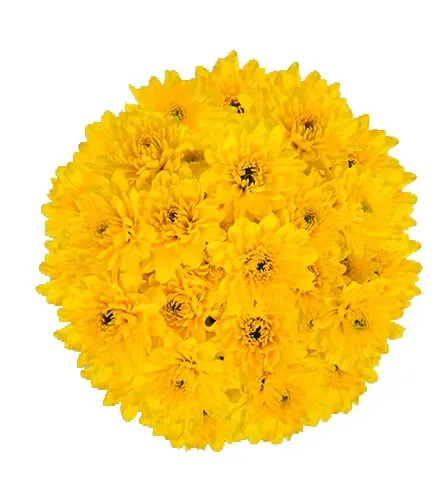 Chrysanthemums Deep Yellow Cheddar 