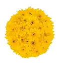 Chrysanthemums Deep Yellow Cheddar 