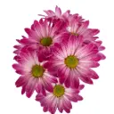 Daisies Dark Pink Cano Cristales