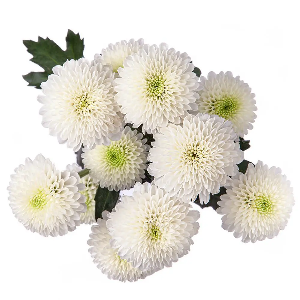 Buttons White Mont Blanc