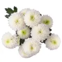 Buttons White Mont Blanc