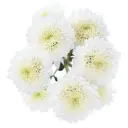 Buttons White Nivea