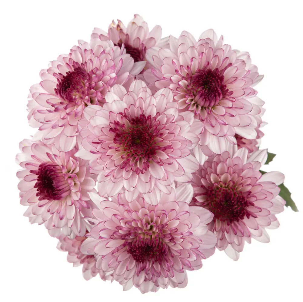 Buttons Lavender/Pink Roselle 