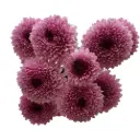 Buttons Lavender Pink On