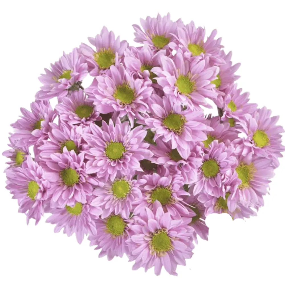 Daisies Lilac Adele