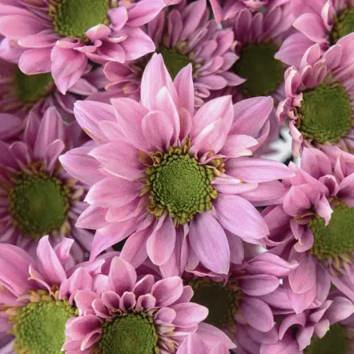 Daisies Lilac Adele