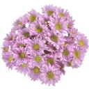 Daisies Lilac Adele