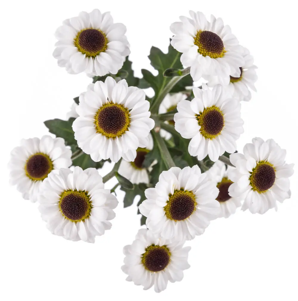 Micropoms White & Brown Centered Why Not 