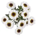 Micropoms White & Brown Centered Why Not 