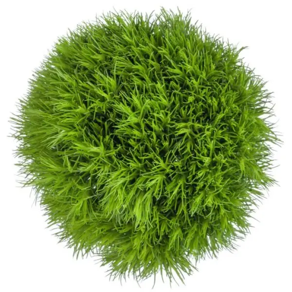 Green Ball Green Kiwi Cool