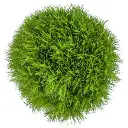 Green Ball Green Kiwi Cool