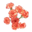 Mini Carnations Orange Rafflesia