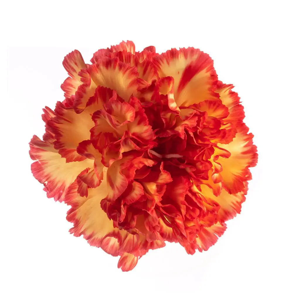 LG Carnations Bi-Color Yellow/Orange Zenit