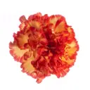 LG Carnations Bi-Color Yellow/Orange Zenit