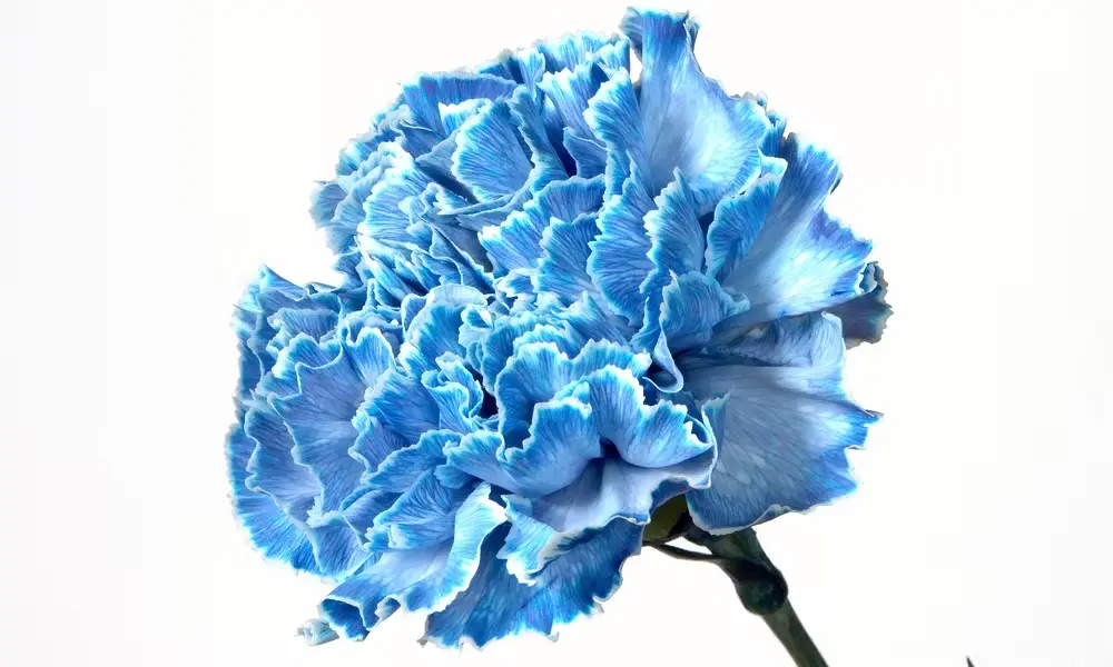 LG Carnations Tinted Blue