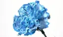 LG Carnations Tinted Blue