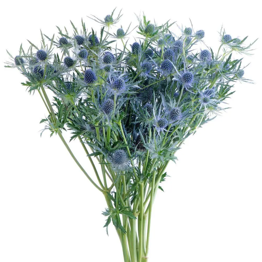Eryngim Blue  