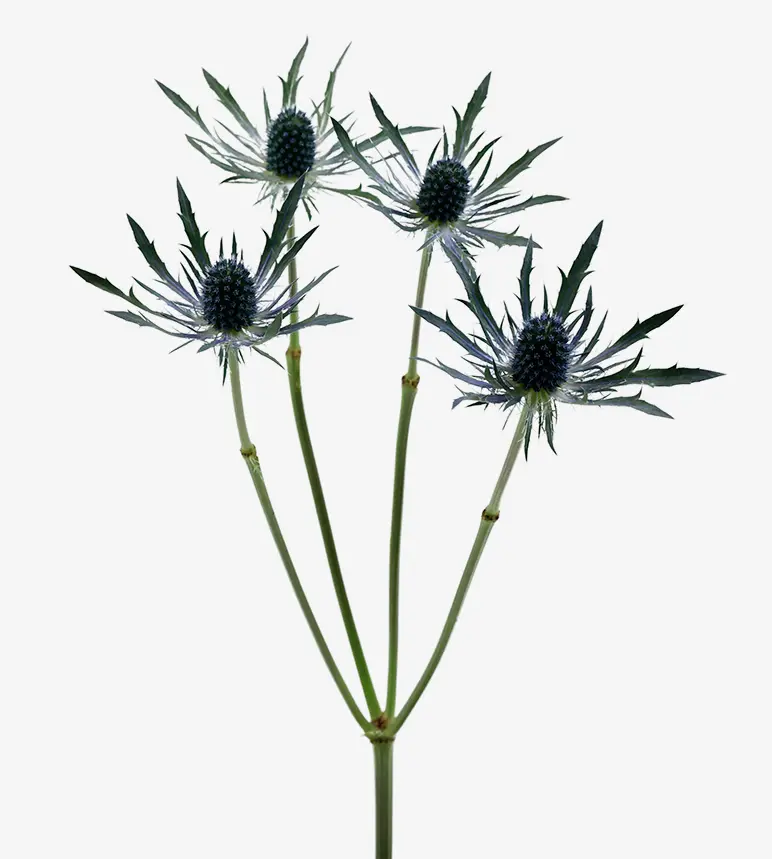 Eryngium Blue  