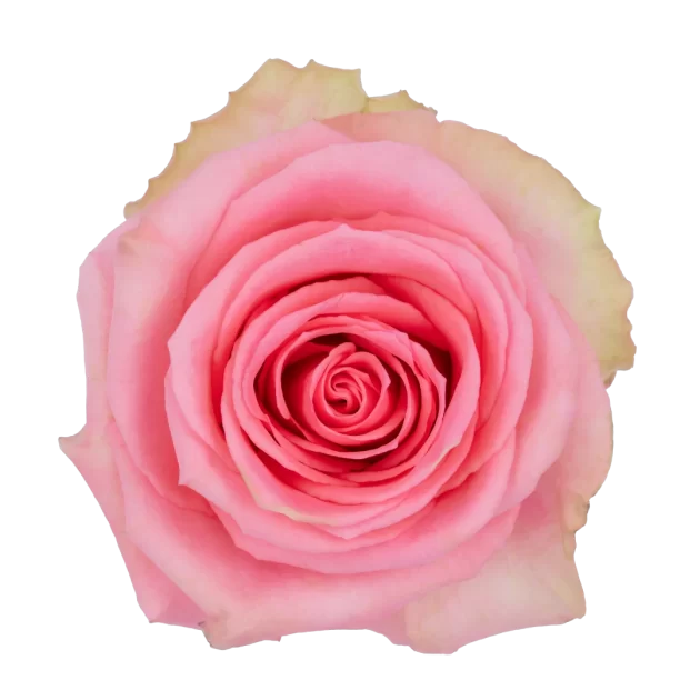40cm Roses Light Pink Flirty 
