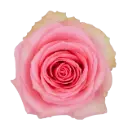40cm Roses Light Pink Flirty 