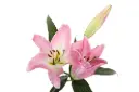 Oriental Lilies Pink Tabledance 