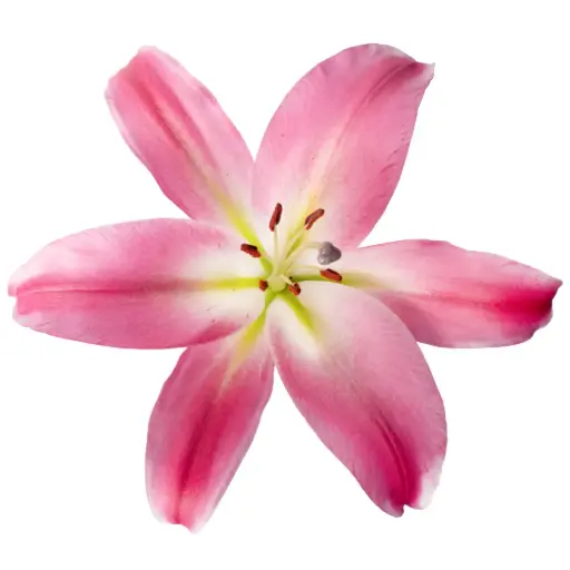 Oriental Lilies Pink Tabledance 