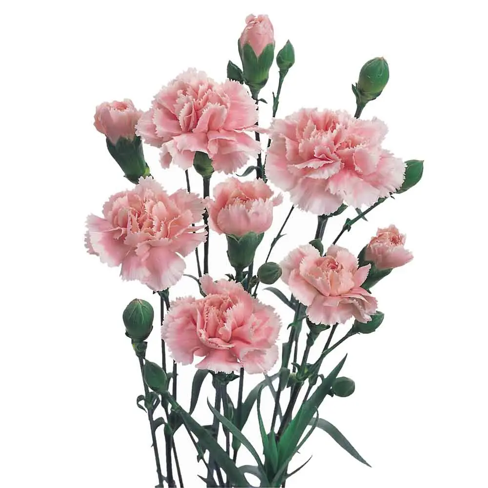 Mini Carnations Pink Bosanska  