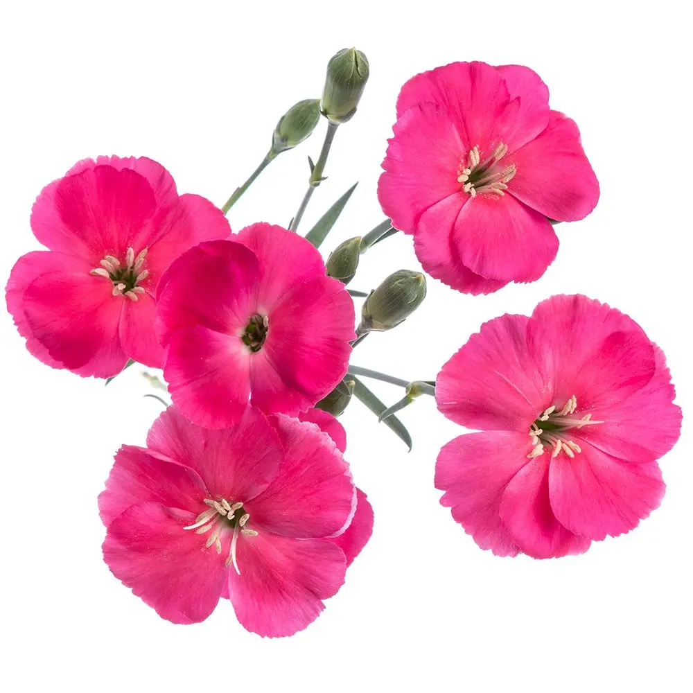 Solomio Hot Pink Imre 