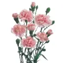 Mini Carnations Pink Bosanska  
