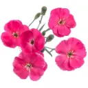 Solomio Hot Pink Imre 