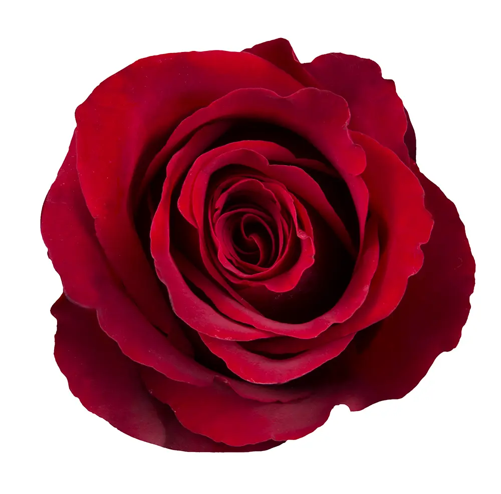 40cm Roses Red Explorer