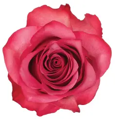 60cm Roses Deep Pink Lola 
