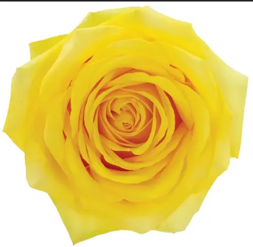 50cm Roses Yellow Giselle 