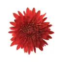 Chrysanthemums Copper Red Rock Premium