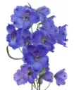 90cm Delphinium Dark Blue Andes 