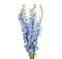 90cm Delphinium Light Blue Andes