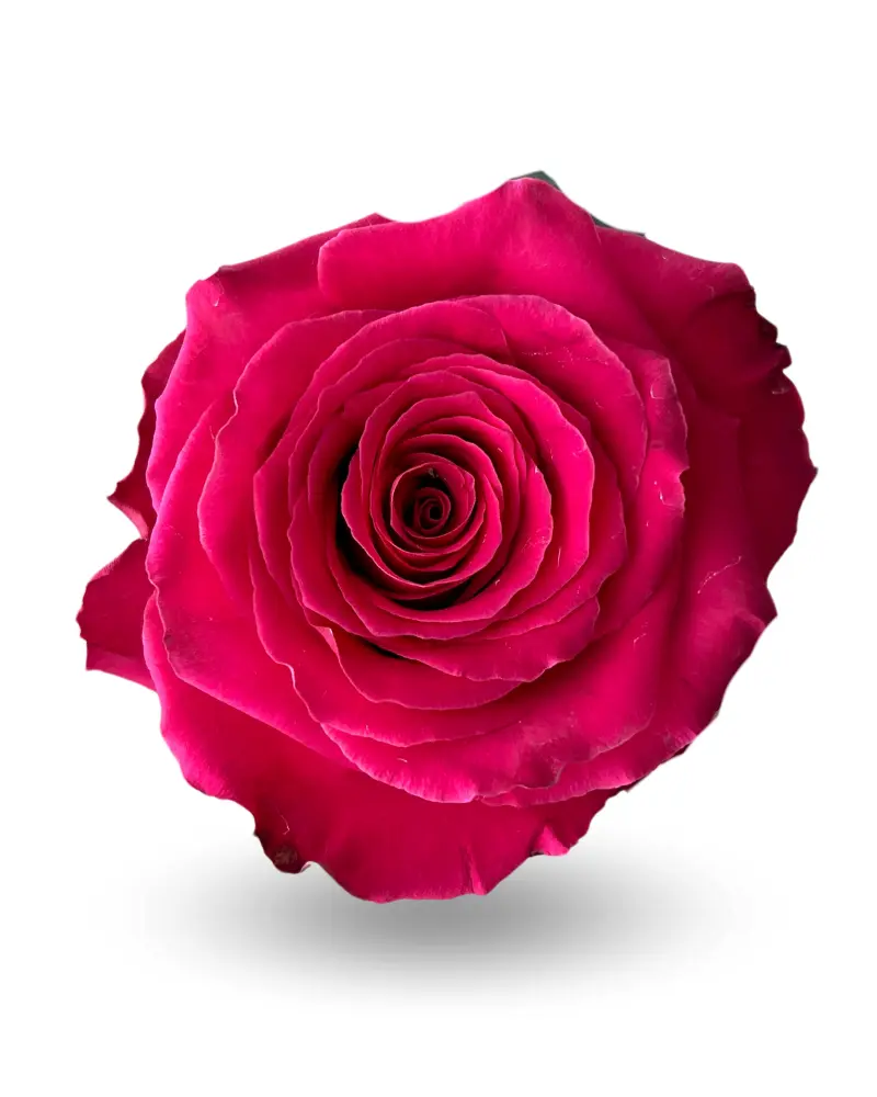 40cm Roses Hot Pink Borne Beauty