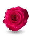 40cm Roses Hot Pink Borne Beauty