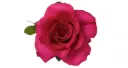 40cm Roses Hot Pink Princess 