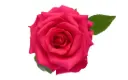 40cm Roses Deep Pink V.I. 