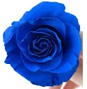 50cm Roses Blue Tinted