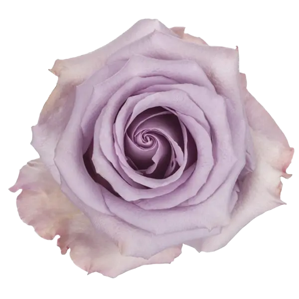 40cm Rose Lilac Ocean Song 