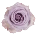 40cm Rose Lilac Ocean Song 
