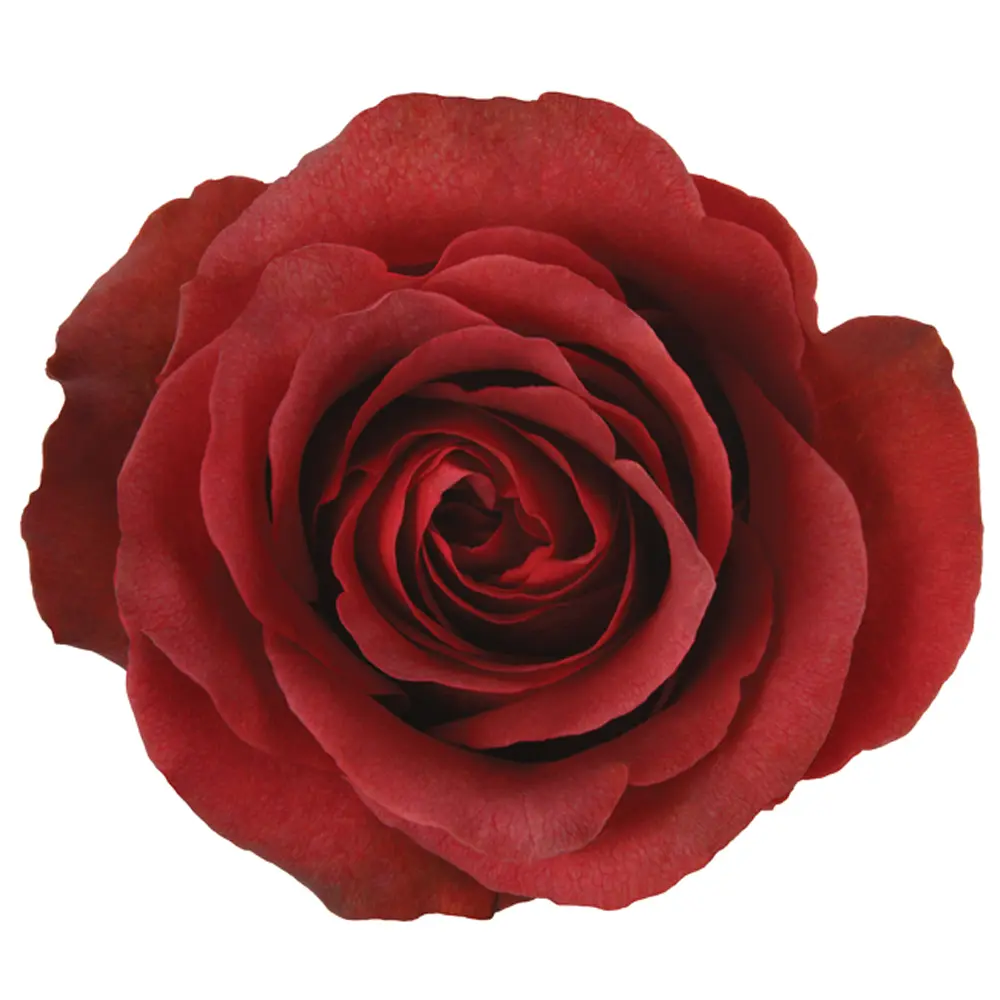 50cm Roses Ocre Brown Matilda 
