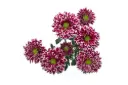 Daisies Purple/White Amethyst 