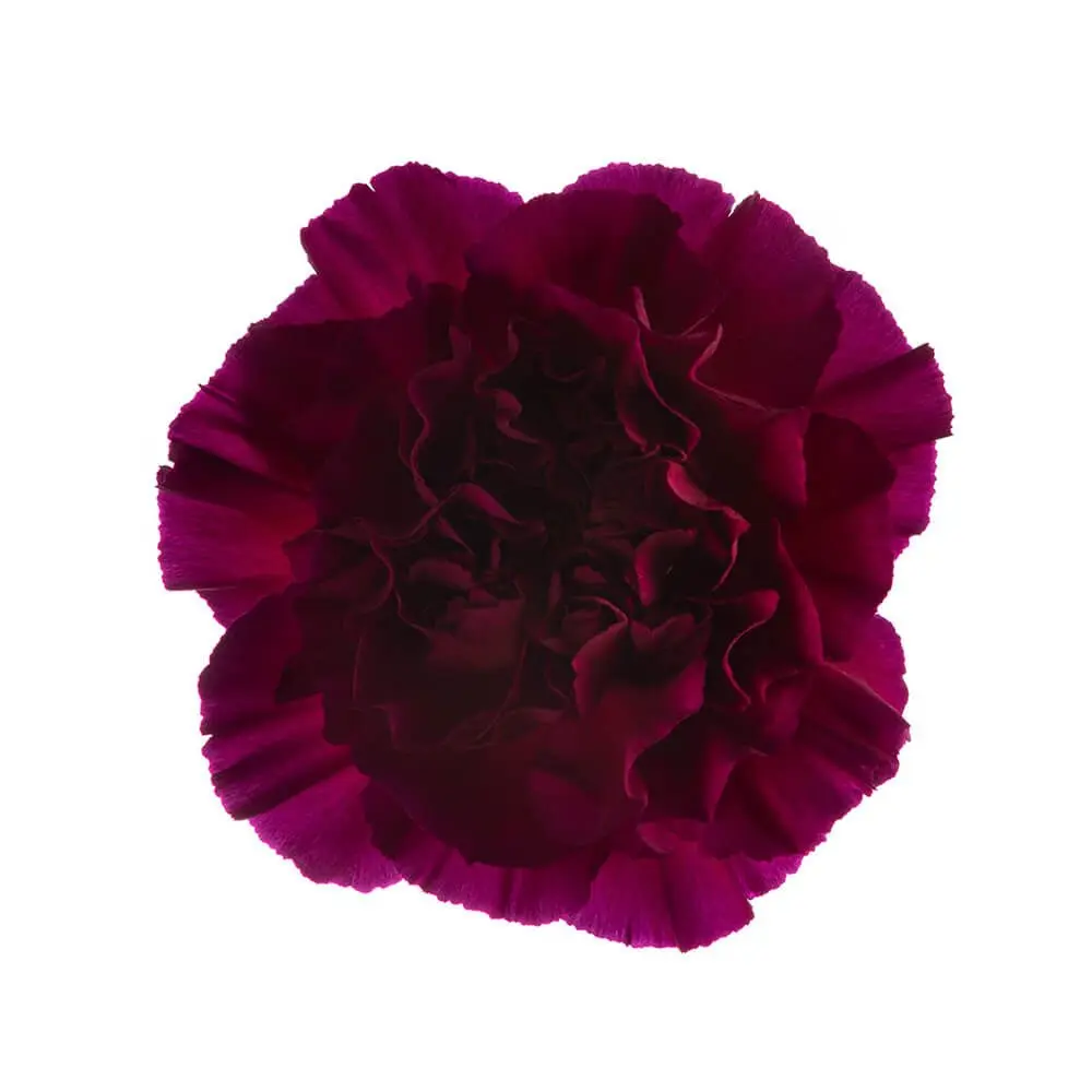 LG Carnations Magenta Purple Zafiro